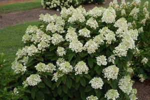 Obraz Hydrangea